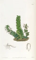 Angraecum distichum